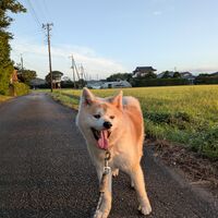 画像1828